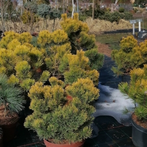 Pušis kalninė (Pinus mugo) &#039;Winter Gold&#039;